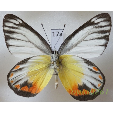 Delias periboea wallacei Rothschild, 1892 Indonesia, Bali17a